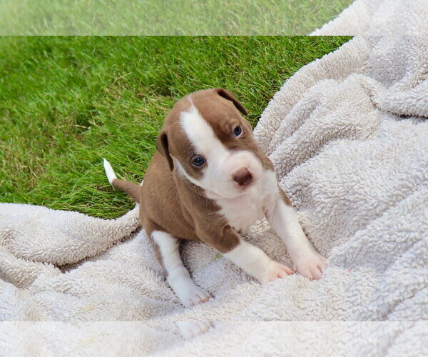 Medium Photo #1 American Staffordshire Terrier-Labrador Retriever Mix Puppy For Sale in Atlanta, GA, USA