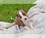 Small American Staffordshire Terrier-Labrador Retriever Mix