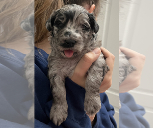 Miniature Bernedoodle Puppy for sale in WINSTON SALEM, NC, USA