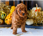 Small Photo #50 Goldendoodle-Poodle (Miniature) Mix Puppy For Sale in WAKARUSA, IN, USA