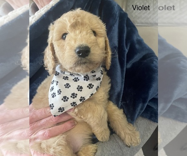 Medium Photo #1 Goldendoodle Puppy For Sale in NEW ALBANY, OH, USA