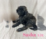 Small Photo #5 Aussiedoodle Puppy For Sale in JACKSONVILLE, NC, USA