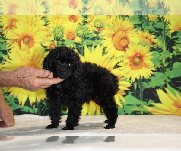 Medium Photo #1 Poodle (Toy) Puppy For Sale in DYERSBURG, TN, USA