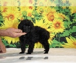 Image preview for Ad Listing. Nickname: Pedro