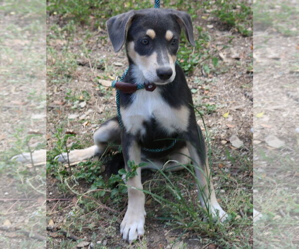 Medium Photo #1 Labrador Retriever-Unknown Mix Puppy For Sale in Bandera, TX, USA
