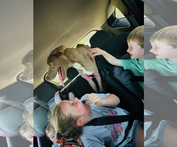 Medium Photo #4 Weimaraner Puppy For Sale in Mobile, AL, USA