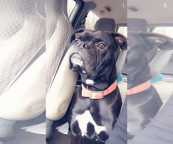 Medium Photo #1 Boxer Puppy For Sale in LAURENS, SC, USA