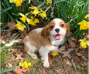 Cavalier King Charles Spaniel Puppy for sale in WINSLOW, AR, USA