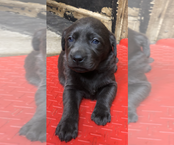Medium Photo #10 Labrador Retriever Puppy For Sale in DEVINE, TX, USA