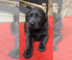 Small Photo #10 Labrador Retriever Puppy For Sale in DEVINE, TX, USA