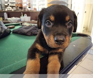 Rottweiler Puppy for sale in LAKELAND, FL, USA