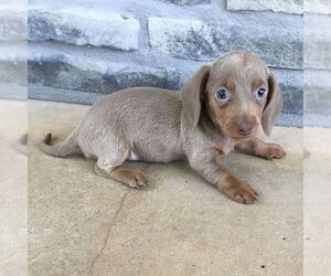 Dachshund Puppy for sale in HAVEN, KS, USA