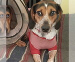 Small #2 Bluetick Coonhound
