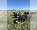 Small Photo #2 Bernese Mountain Dog Puppy For Sale in PAXTON, IL, USA