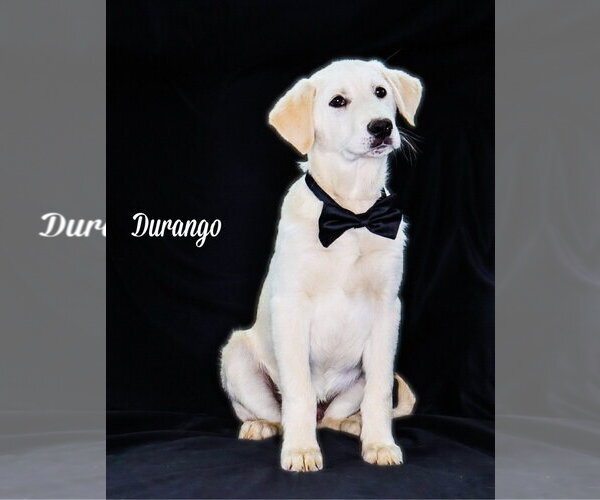 Medium Photo #1 Carolina Dog-Great Pyrenees Mix Puppy For Sale in Chouteau, OK, USA