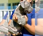 Small #3 American Bully