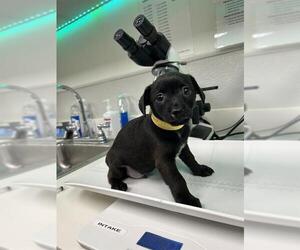 Chihuahua Dogs for adoption in Rosenberg, TX, USA
