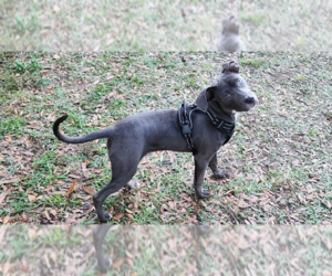 Mutt Dogs for adoption in Dunnellon, FL, USA