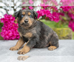Puppy Sam Australian Shepherd