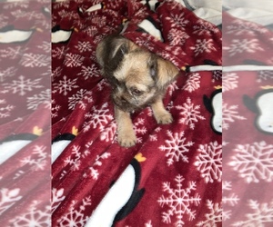 Chorkie Puppy for sale in BROOKLYN, NY, USA