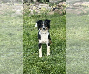 Mutt Dogs for adoption in Aurora, IN, USA