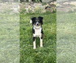 Small Mutt