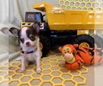 Small Photo #8 Chihuahua Puppy For Sale in NEWVILLE, PA, USA