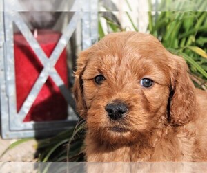 Goldendoodle (Miniature) Puppy for sale in JONES, MI, USA