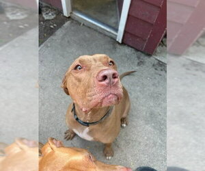 Mutt Dogs for adoption in Wheaton, IL, USA