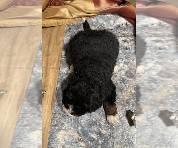 Medium Photo #27 Bernedoodle Puppy For Sale in ATHENS, WI, USA
