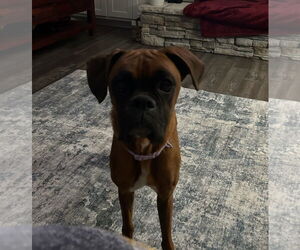 Boxer Dogs for adoption in Katy, TX, USA