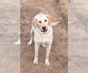 Mother of the Labrador Retriever puppies born on 11/13/2025
