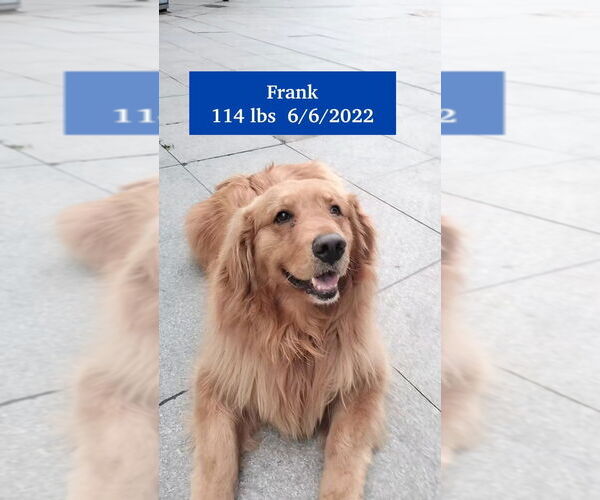Medium Photo #4 Golden Retriever Puppy For Sale in West Hollywood, CA, USA