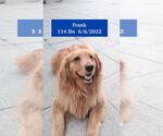 Small #3 Golden Retriever