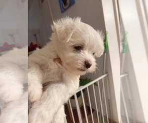 Maltese Puppy for sale in GRANADA HILLS, CA, USA