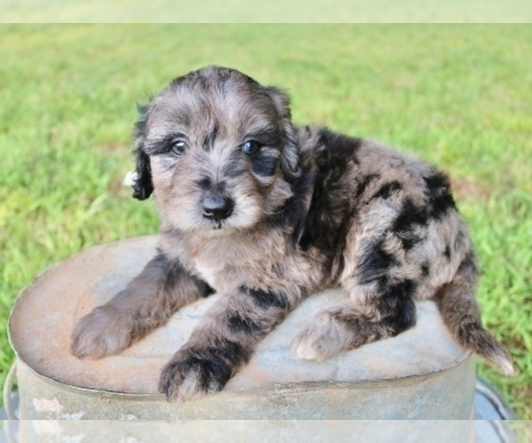 Medium Photo #7 Aussiedoodle Puppy For Sale in LEXINGTON, AL, USA