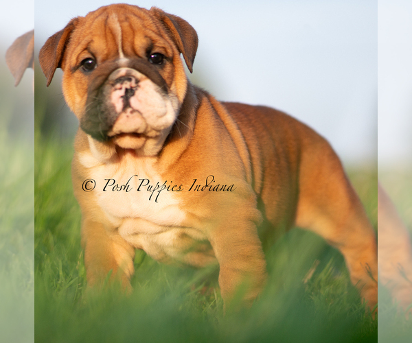Medium Photo #3 English Bulldog Puppy For Sale in WARSAW, IN, USA