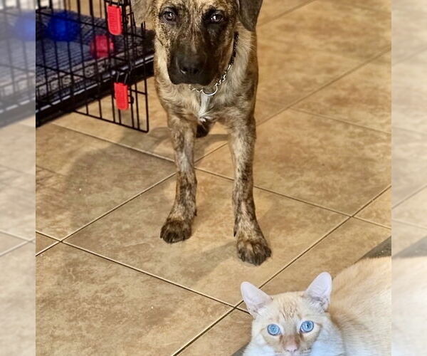 Medium Photo #3 Plott Hound-Unknown Mix Puppy For Sale in San Juan Capistrano, CA, USA