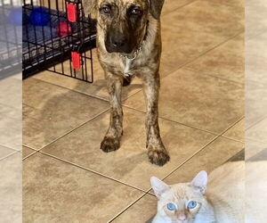 Savannah - Female Plott Hound-Unknown Mix Dog for Adoption - Photo #3