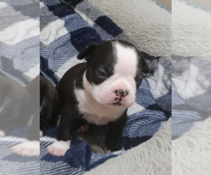 Boston Terrier Puppy for sale in GEORGETOWN, KY, USA