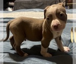 Small #2 American Bully