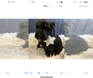 Bernedoodle Puppy for sale in CLIMAX, NC, USA