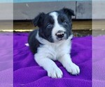 Puppy Macy Border Collie