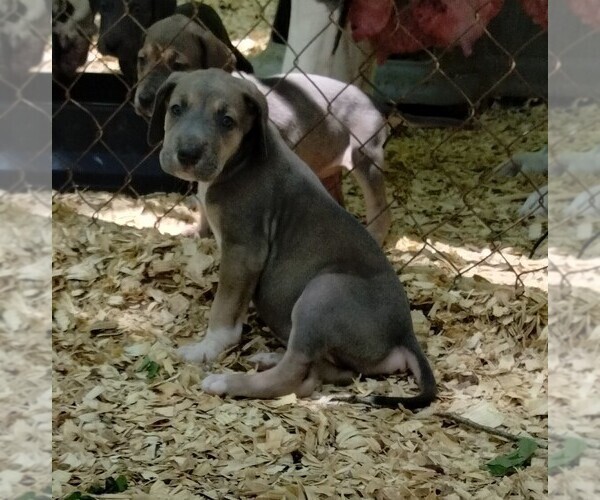Medium Photo #10 Great Dane Puppy For Sale in LAURENS, SC, USA