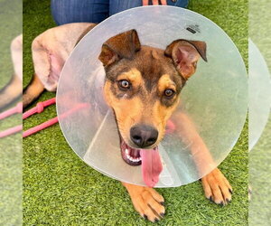 Mutt Dogs for adoption in Camarillo, CA, USA