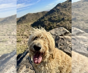 Mother of the Goldendoodle puppies born on 04/28/2025