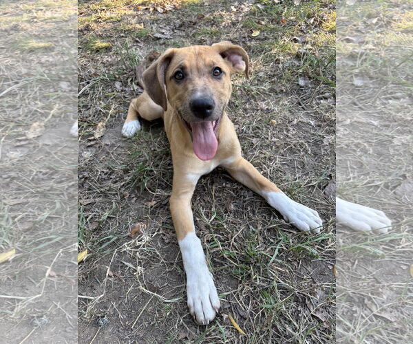 Medium Photo #12 Shepradors Puppy For Sale in McKinney, TX, USA