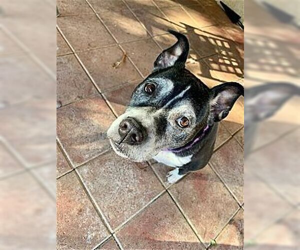 Medium Photo #1 Boxer Puppy For Sale in Dana Point, CA, USA