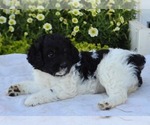 Small #6 Cavapoo