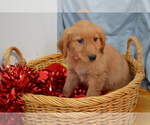 Small #4 Golden Retriever